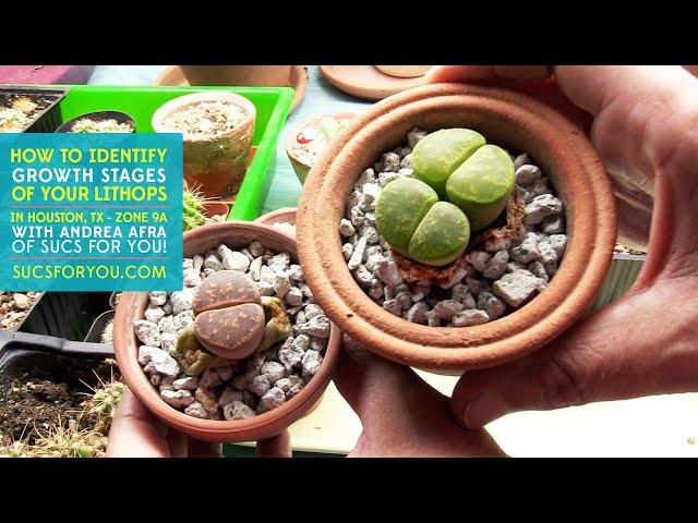 Identifying the Growth Stages of Lithops