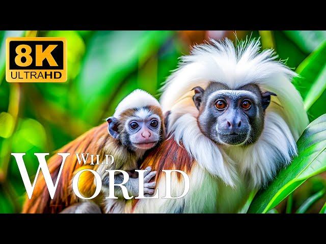 Wild World 8K ULTRA HDRelaxing Movie With Gentle Piano Music