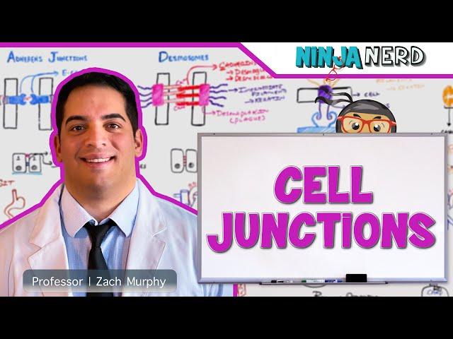 Cell Junctions