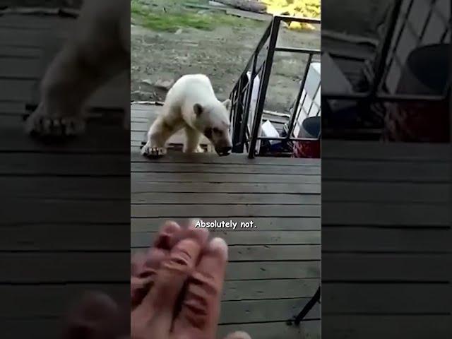 Polar Bear Begs For Help! - HAPPY ENDING