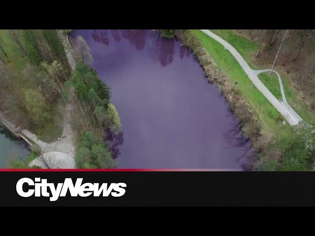 WATCH: German lake turns deep purple