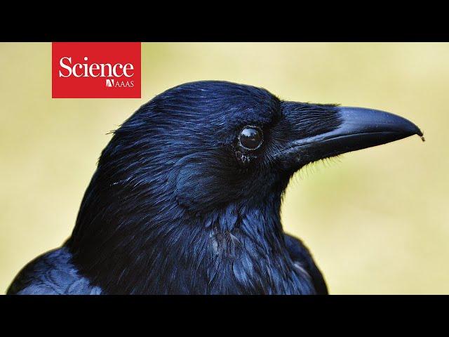 Why bird brains are more brilliant than anyone suspected