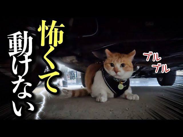 【URGENT】Rescue the Cat Hiding Under a Car in Fear of Thunder!