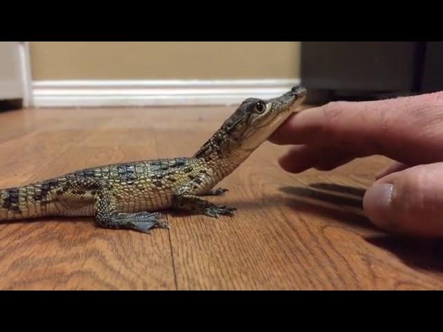 He's not havin it tonight - Baby Crocodile Likes to be Pet