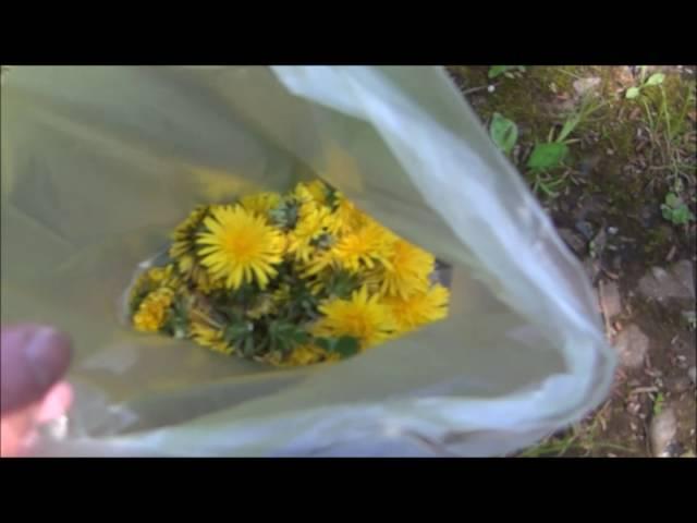 【不耕起栽培と田舎暮らし】春の楽しみ野草摘み