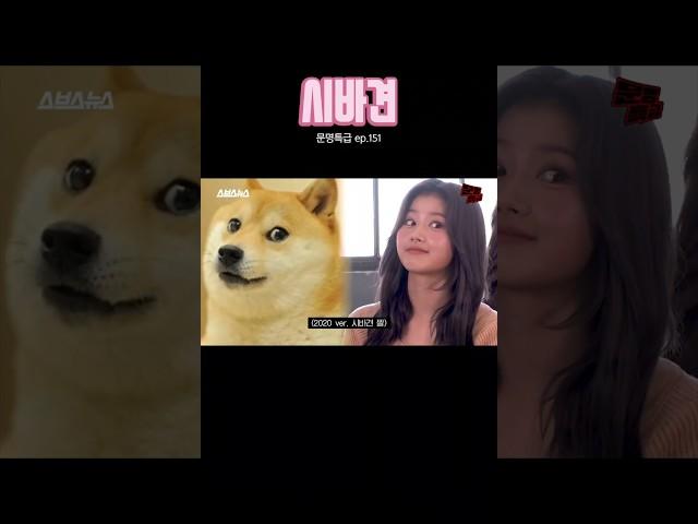 시바견 사나 #kpop #twice #sana