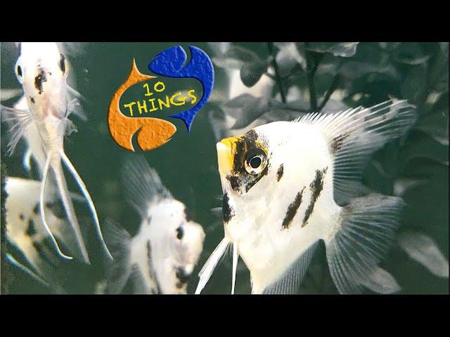 The Best Beginner Fish?  Top 10 Things About Freshwater Angelfish.