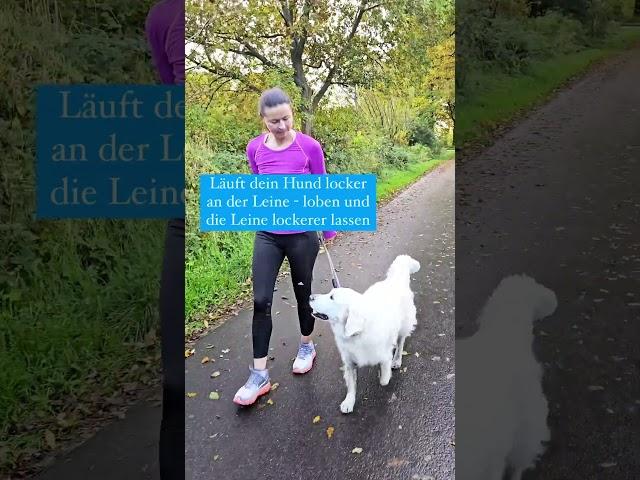 Hundetraining Leinenführigkeit 2️⃣ Hundetipps: #hundetraining #hundetipps #hundevideo #hundeliebe