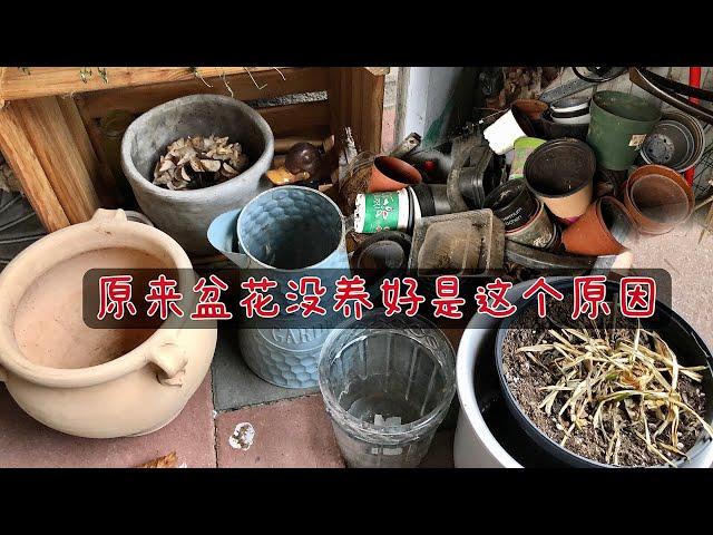 选择花盆的重要性/新手必看/常用花盆的优缺点/28.01.2023