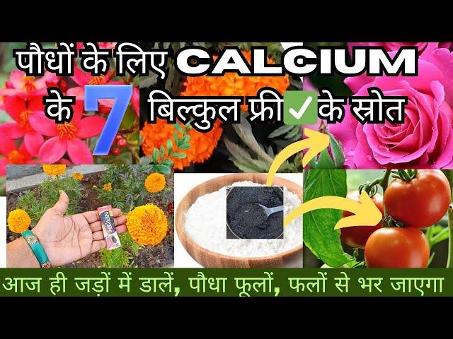 पौधों के लिए कैल्शियम के7️⃣फ्री के स्रोत/Hacks ofcalcium,how to overcome calcium deficiency in plant