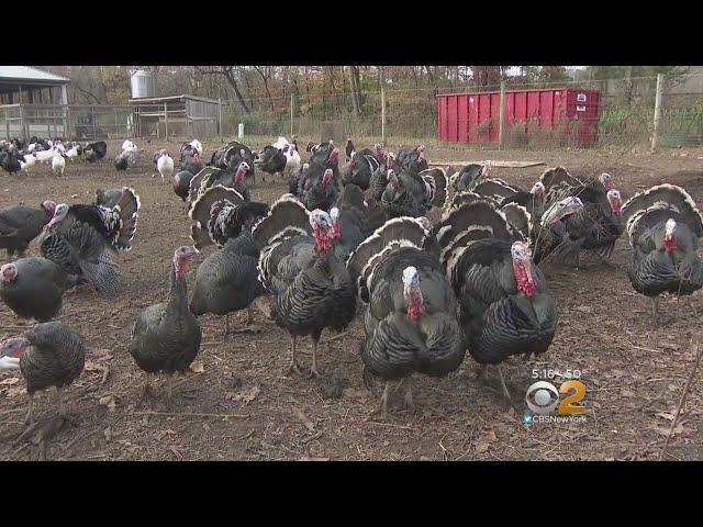 Turkey Farm Prepares For Thanksgiving