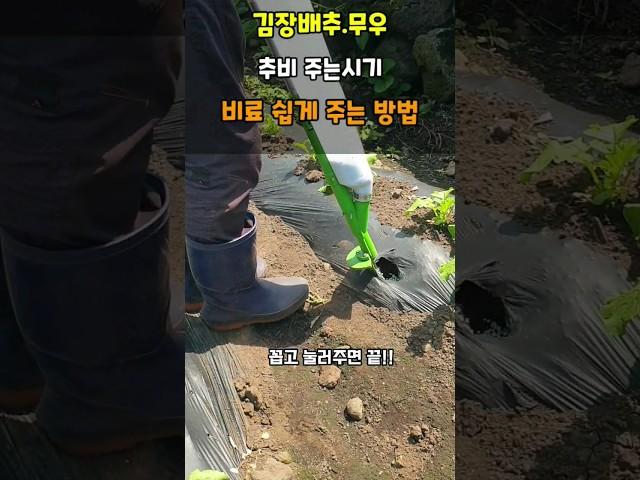 김장배추.무우 추비시기 비료 쉽게 주는 방법 #배추추비