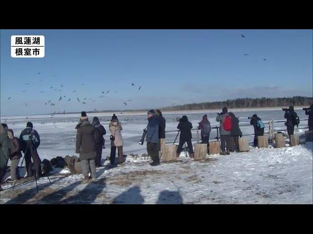 オオワシなどを間近に　キリリと引き締まる空気の中ツアー　北海道根室市 (20/01/25 12:30)