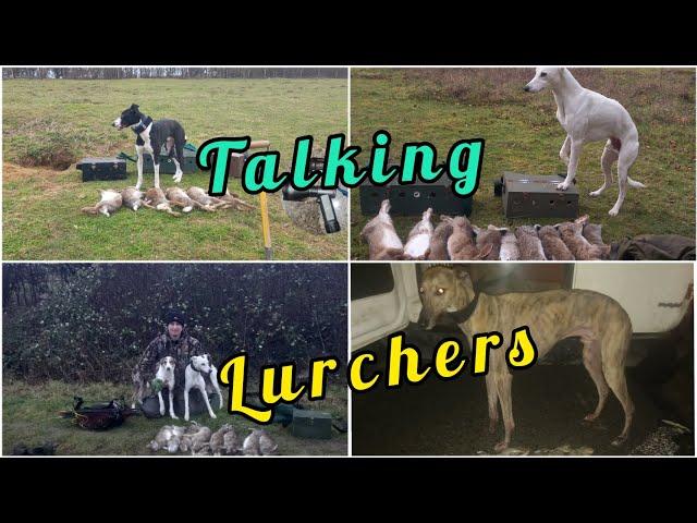 Does it matter what's in a Lurcher? Talking Lurchers