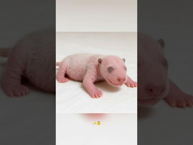 5 Wild Panda Facts You’ve Never Heard!
