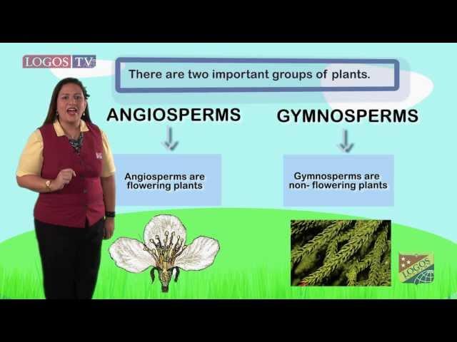 Angiosperms and gymnosperms - Logos Academy