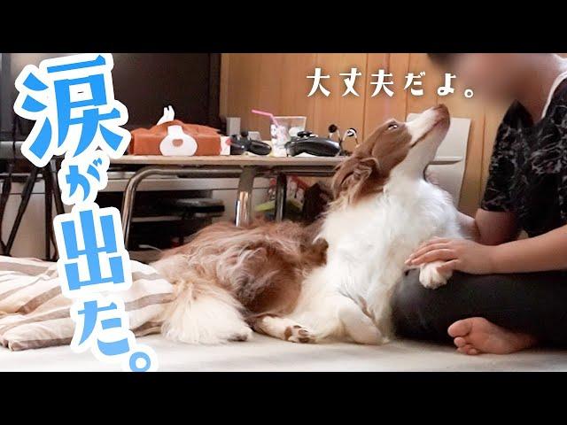 【編集しながら泣いた】息子と愛犬のお留守番モニタリングした結果・・・【優しいお兄ちゃんと寂しがり屋のボーダーコリー】