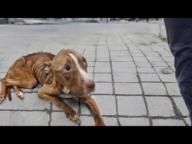 "Please", she gradually fainted after many days of begging but no one cared