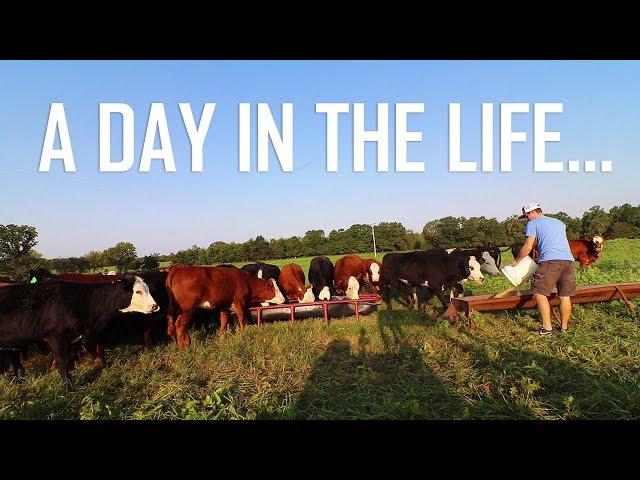 A Day In the Life of A Cattle Farmer!