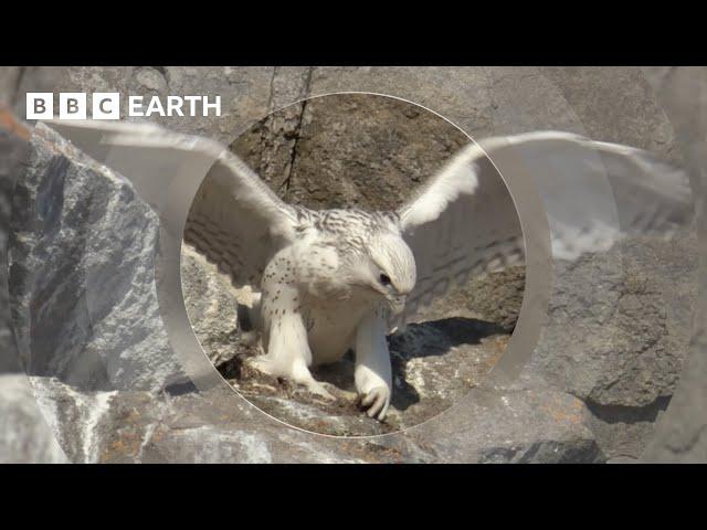 A Baby Falcon's First Flight | Animal Babies | BBC Earth