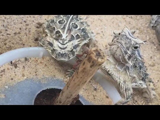 'Horned frogs' are actually 'horned lizards' and yes, they are hibernating during National Champions