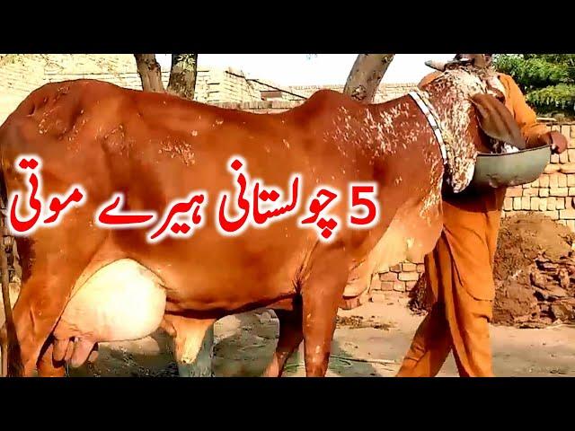 Pure Cholistani Breeding Cow Near Luden Cow Mandi || Global Village Farming