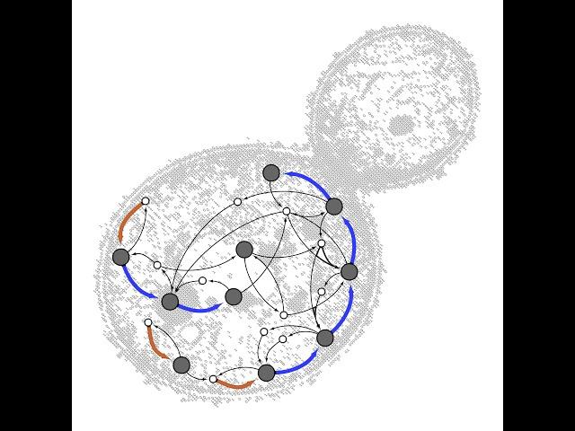 BPPB Virtual Seminar, Mukund Thattai, “Possible and impossible cells”