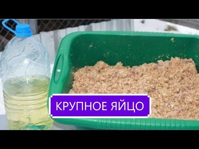 ОСТОРОЖНО! ПОДСОЛНЕЧНОЕ  МАСЛО ДЛЯ КУР.