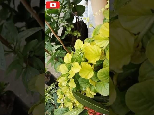 Beautiful creeping jenny plant in pot / @withawaisali3465 / #shorts / #viralvideos