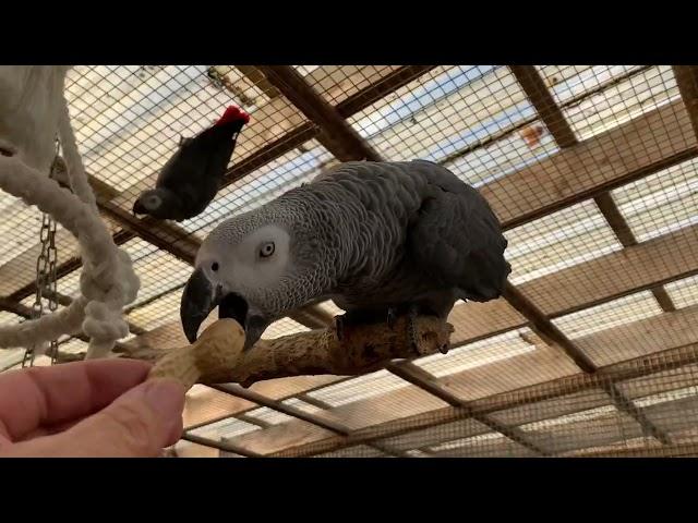 Visiting the African grey Parrot Aviary