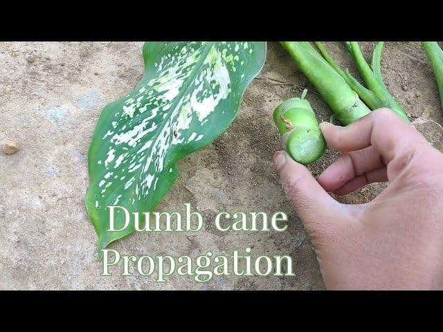 dumb cane plant propagation/multiply dumb cane/ multiply dieffenbachia/ dieffenbachia propagation