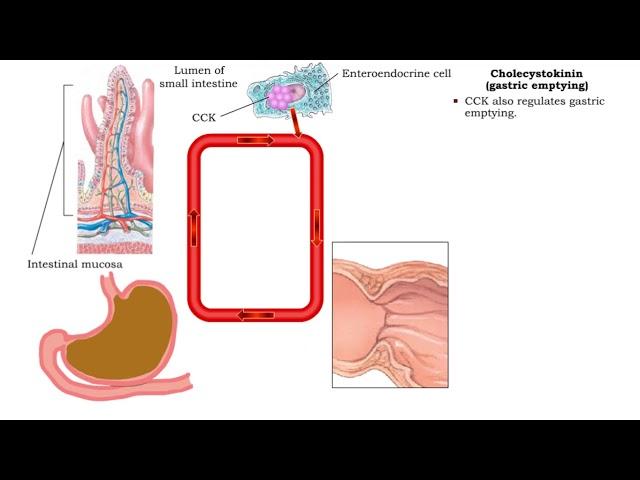 Secretin (inhibiting gastric acid secretion), Cholecystokinin (fat digestion) & Cholecystokinin