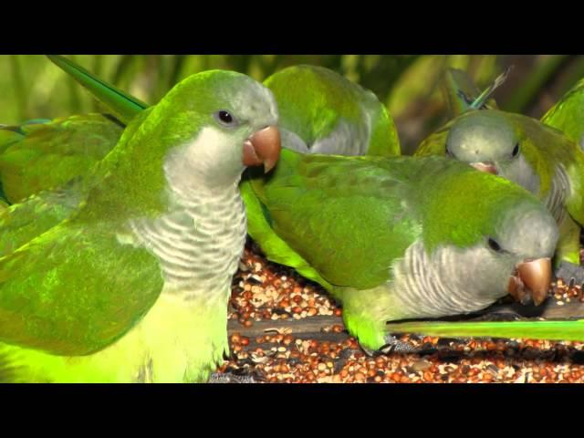 Quaker Parrots in the Everglades