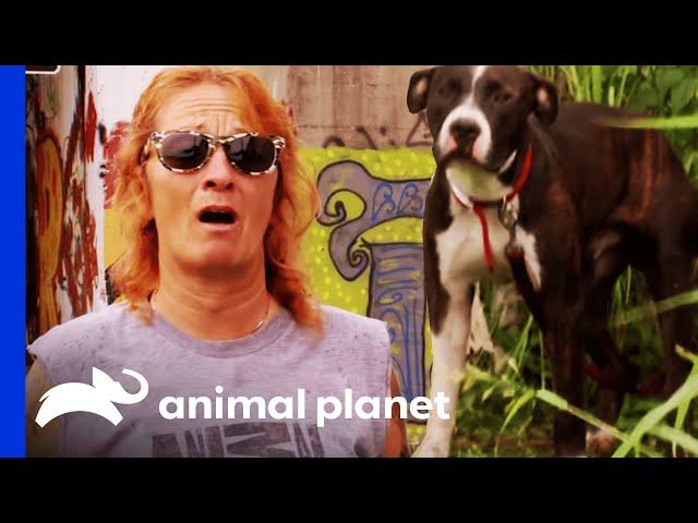 Dog Rescued From House Ravage By Hurricane Katrina | Pit Bulls & Parolees