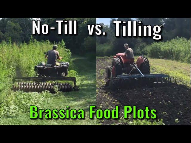 Planting Brassica Food Plots - No-Till vs Tilling