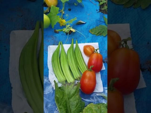 Harvesting from our GARDEN with Natural Alternative Inc.