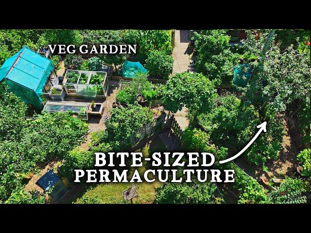 Stunning TINY Permaculture Backyard Kitchen Garden (With 30 Fruit Trees!)