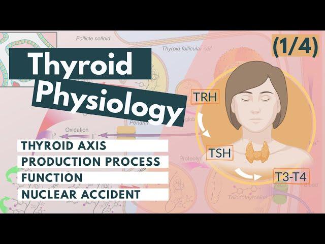 Thyroid Hormone Synthesis | Visual Explanation