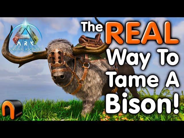 Ark GIANT BISON TAMING & Abilities!