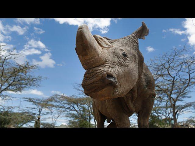 Sudan, the world's last male northern white rhino, dies