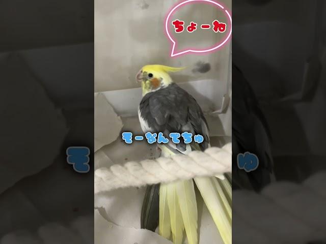 く〜たんのことだけずっと見ててネ️                                           #オカメインコ #cockatiels