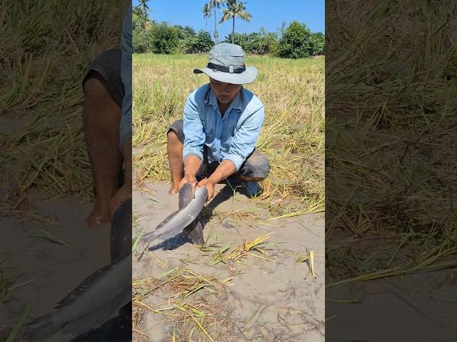 Top hand fishing! a fisherman catch fish at field by hand skills  #shots #topfishing