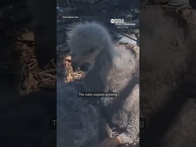 Famed Big Bear eaglets prepare to leave their nest