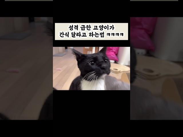 간식 안주니까 집사 때리는 고앵이들ㅋㅋㅋㅋㅋ#cat #고양이 #고양이개인기 #뚱냥이 #턱시도고양이