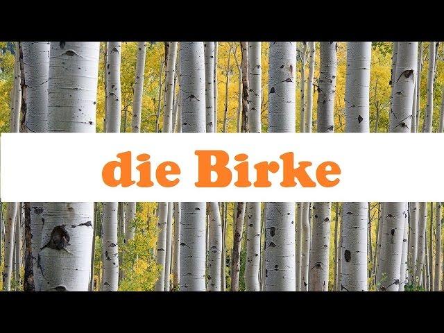 Die Birke  Baumwissen