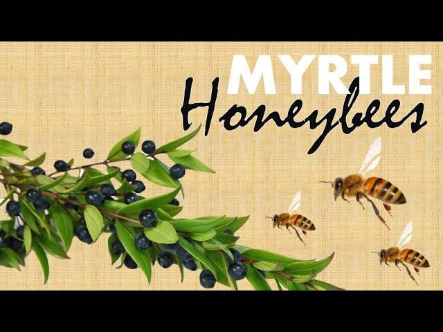 Flora for Honeybees: Myrtle (Myrtus communis) | Riħan