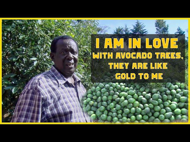 Avocado Farming: This Is The Best Method To Grow Hass Avocado