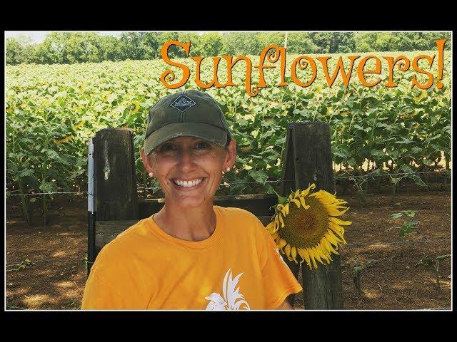 1000's of SUNFLOWERS!