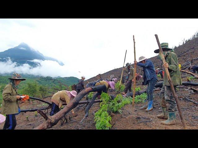 Hmong laos cultivate upland rice.hmoob nplog cog nplej teb