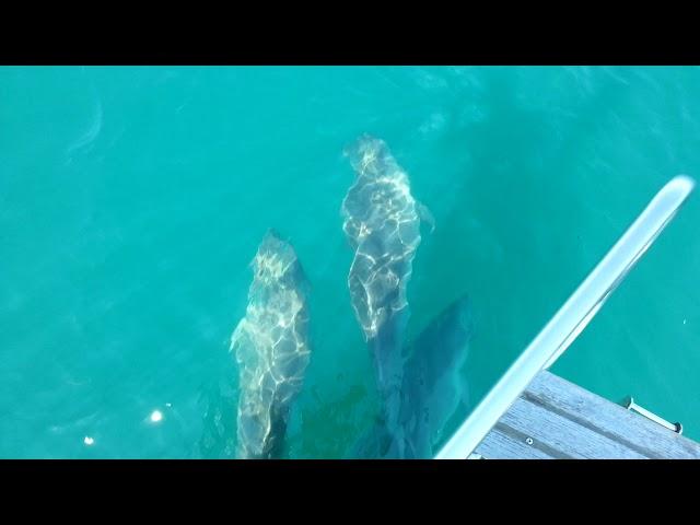 Yacht Glory dolphins